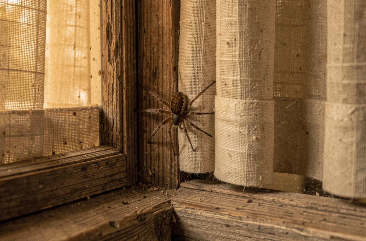 Petite araignée installée dans le coin d'une fenêtre en bois dans une maison de campagne, évoquant les croyances populaires sur l'araignée du soir